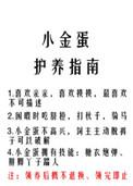 小金蛋护养指南剧透
