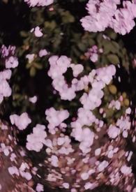 西沉寂静地校园作者骨跃