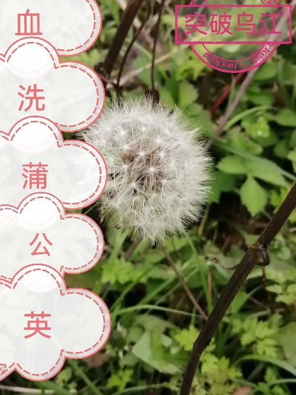 蒲公英怎么洗干净