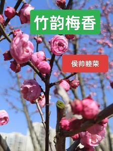 纸香笔彩喜盈门的横批是什么